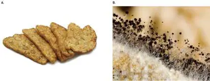 Figure from Chapter 16, Microbiology: An Evolving Science 6e
