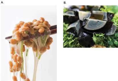 Figure from Chapter 16, Microbiology: An Evolving Science 6e