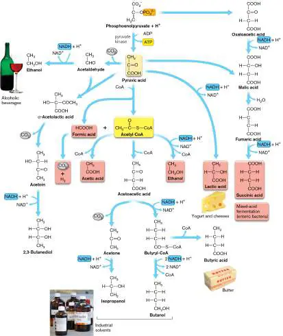 Figure from Chapter 16, Microbiology: An Evolving Science 6e