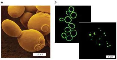 Figure from Chapter 16, Microbiology: An Evolving Science 6e