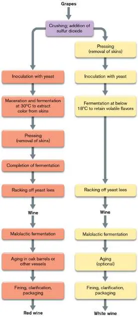 Figure from Chapter 16, Microbiology: An Evolving Science 6e