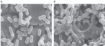 Figure from Chapter 16, Microbiology: An Evolving Science 6e