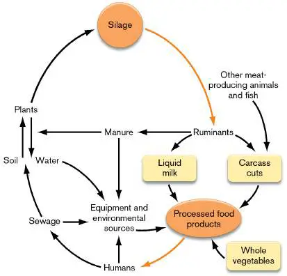 Figure from Chapter 16, Microbiology: An Evolving Science 6e