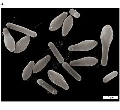 Figure from Chapter 16, Microbiology: An Evolving Science 6e