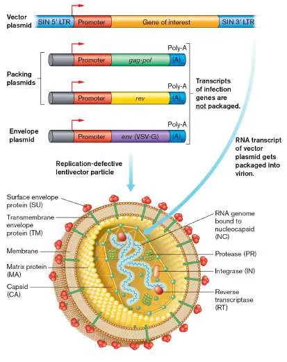 Figure from Chapter 16, Microbiology: An Evolving Science 6e