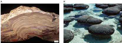 Figure from Chapter 17, Microbiology: An Evolving Science 6e