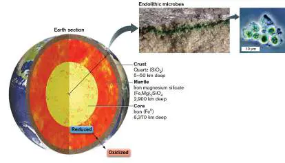 Figure from Chapter 17, Microbiology: An Evolving Science 6e