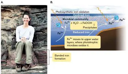 Figure from Chapter 17, Microbiology: An Evolving Science 6e