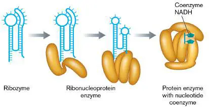 Figure from Chapter 17, Microbiology: An Evolving Science 6e