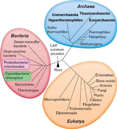 Figure from Chapter 17, Microbiology: An Evolving Science 6e