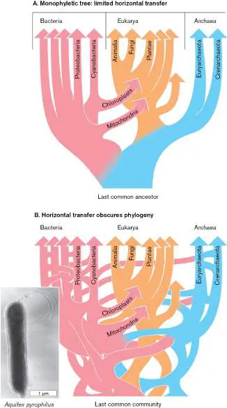 Figure from Chapter 17, Microbiology: An Evolving Science 6e