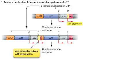 Figure from Chapter 17, Microbiology: An Evolving Science 6e