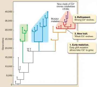 Figure from Chapter 17, Microbiology: An Evolving Science 6e