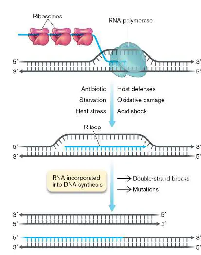 Figure from Chapter 17, Microbiology: An Evolving Science 6e