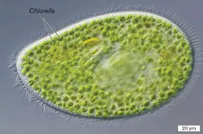 Figure from Chapter 17, Microbiology: An Evolving Science 6e