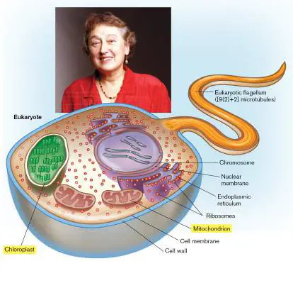 Figure from Chapter 17, Microbiology: An Evolving Science 6e