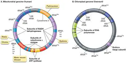 Figure from Chapter 17, Microbiology: An Evolving Science 6e