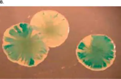 Figure from Chapter 17, Microbiology: An Evolving Science 6e