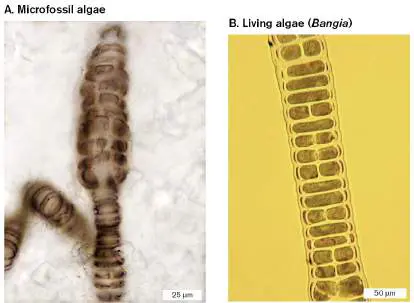 Figure from Chapter 17, Microbiology: An Evolving Science 6e