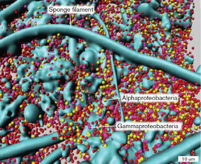 Figure from Chapter 18, Microbiology: An Evolving Science 6e