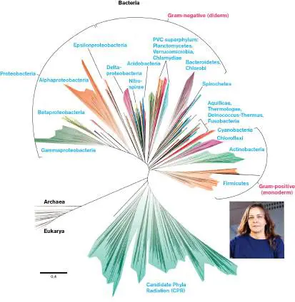 Figure from Chapter 18, Microbiology: An Evolving Science 6e