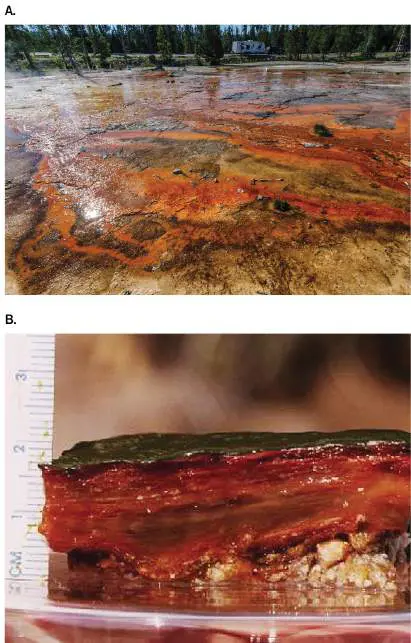 Figure from Chapter 18, Microbiology: An Evolving Science 6e