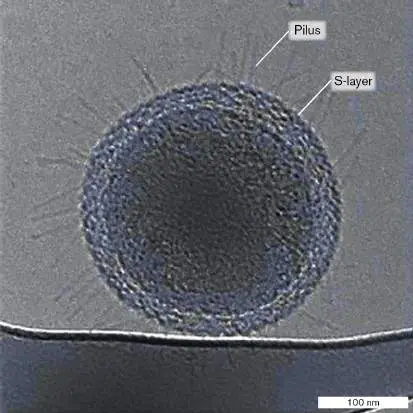 Figure from Chapter 18, Microbiology: An Evolving Science 6e