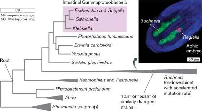 Figure from Chapter 18, Microbiology: An Evolving Science 6e