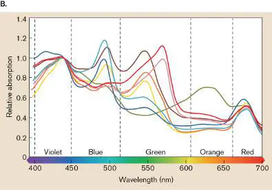 Figure from Chapter 18, Microbiology: An Evolving Science 6e