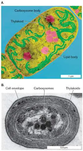 Figure from Chapter 18, Microbiology: An Evolving Science 6e