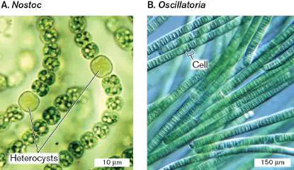 Figure from Chapter 18, Microbiology: An Evolving Science 6e