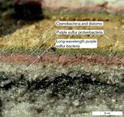 Figure from Chapter 18, Microbiology: An Evolving Science 6e