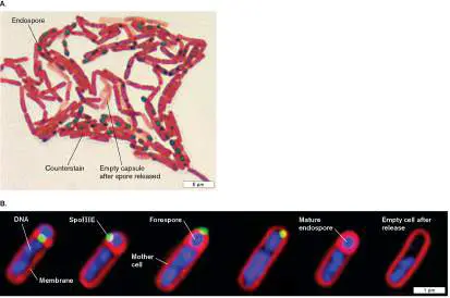 Figure from Chapter 18, Microbiology: An Evolving Science 6e