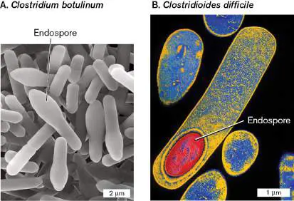 Figure from Chapter 18, Microbiology: An Evolving Science 6e
