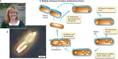 Figure from Chapter 18, Microbiology: An Evolving Science 6e