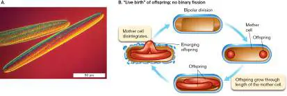 Figure from Chapter 18, Microbiology: An Evolving Science 6e