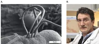 Figure from Chapter 18, Microbiology: An Evolving Science 6e