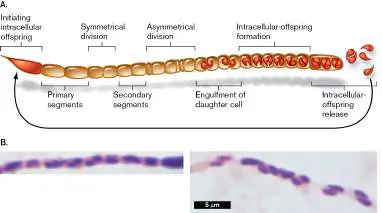 Figure from Chapter 18, Microbiology: An Evolving Science 6e
