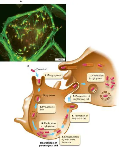 Figure from Chapter 18, Microbiology: An Evolving Science 6e
