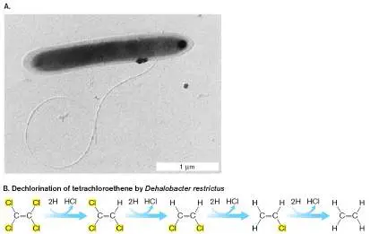 Figure from Chapter 18, Microbiology: An Evolving Science 6e