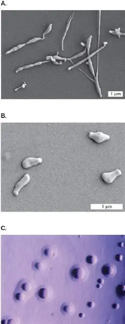 Figure from Chapter 18, Microbiology: An Evolving Science 6e
