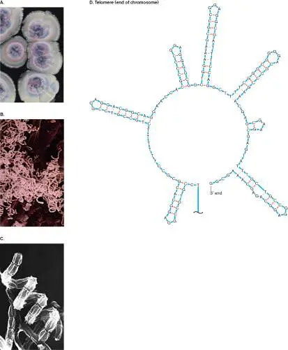 Figure from Chapter 18, Microbiology: An Evolving Science 6e
