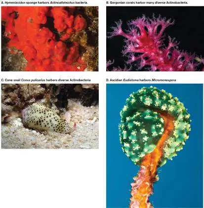 Figure from Chapter 18, Microbiology: An Evolving Science 6e