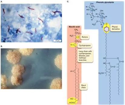 Figure from Chapter 18, Microbiology: An Evolving Science 6e