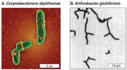 Figure from Chapter 18, Microbiology: An Evolving Science 6e