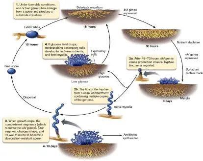 Figure from Chapter 18, Microbiology: An Evolving Science 6e