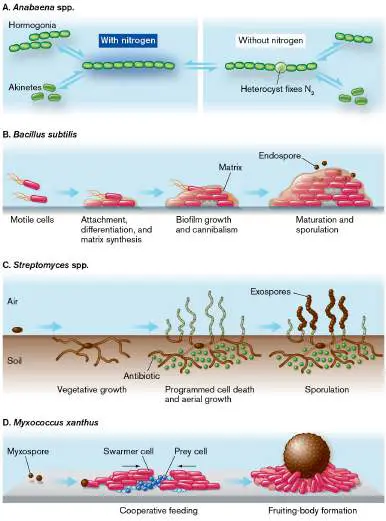 Figure from Chapter 18, Microbiology: An Evolving Science 6e