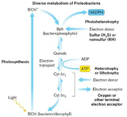 Figure from Chapter 18, Microbiology: An Evolving Science 6e