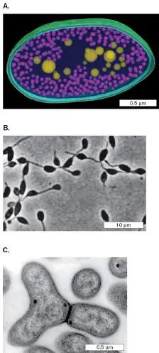 Figure from Chapter 18, Microbiology: An Evolving Science 6e