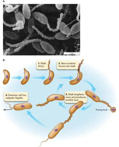 Figure from Chapter 18, Microbiology: An Evolving Science 6e